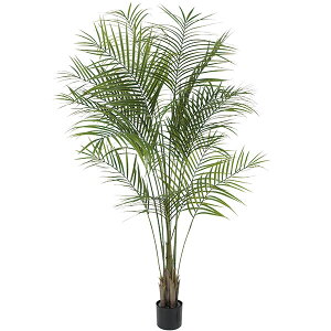 ヤシ 庭 観葉植物の人気商品 通販 価格比較 価格 Com