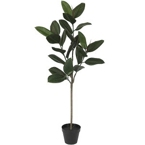 ベランダ 観葉植物の人気商品 通販 価格比較 価格 Com