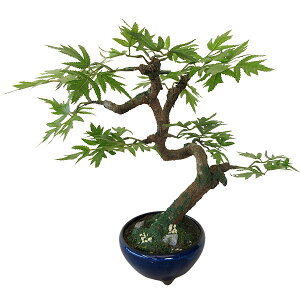 もみじ 観葉植物の人気商品 通販 価格比較 価格 Com