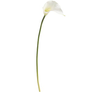 カラー 花 アレンジ 観葉植物の人気商品 通販 価格比較 価格 Com