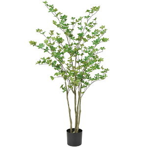ドウダンツツジ 観葉植物の人気商品 通販 価格比較 価格 Com