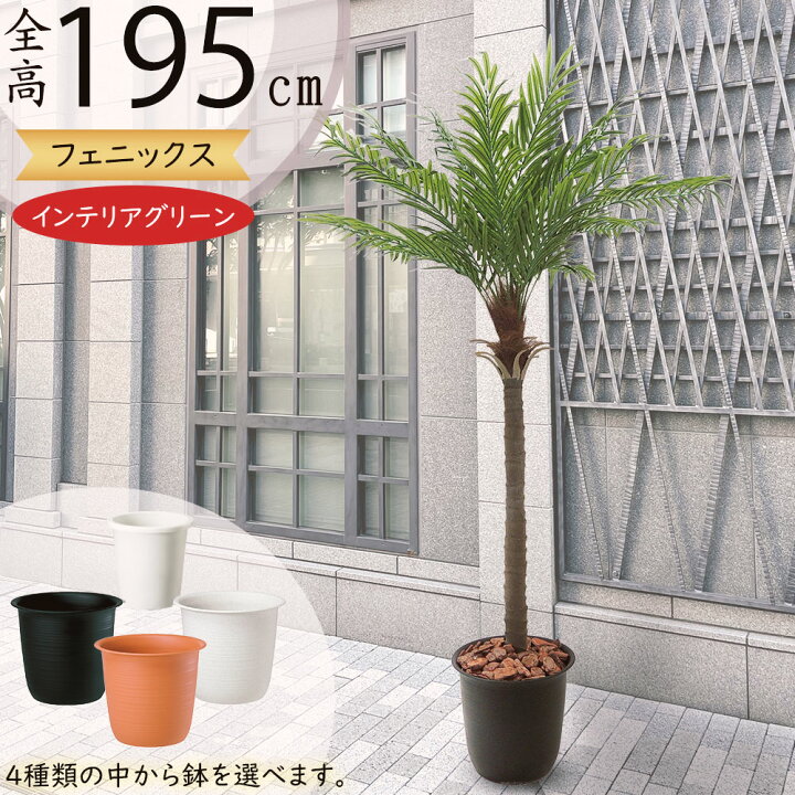 楽天市場】ヤシの木 大型 フェニックス ロベレニー ロベヤシ フェイク 
