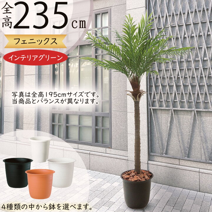 楽天市場】ヤシの木 大型 フェニックス ロベレニー ロベヤシ フェイク 