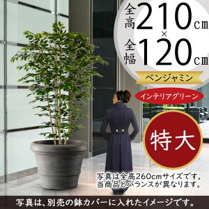 フェイクグリーン 大型 おしゃれ 人気 インテリアグリーン リアル 観葉植物 人工観葉植物 造花 樹木 ベンジャミン フィカス ベンジャミナ ワイドロング 特大 超大型 ジャンボ インテリア オ