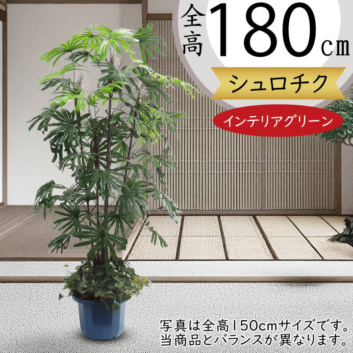 楽天市場】シュロチク シュロ竹 棕櫚竹 フェイクグリーン 大型 