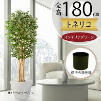 楽天市場】シマトネリコ 3mの通販