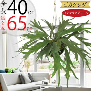 �t�F�C�N�O���[�� �r�J�N�V�_ �R�E�������� �X�^�b�O�z�[�� ������� �l�C ���A�� �������� �n���M���O �C���e���A�O���[�� �l�H�ϗt�A�� �I�u�W�F ���� �C���e���A �A�[�g�O���[�� �ϗt�A