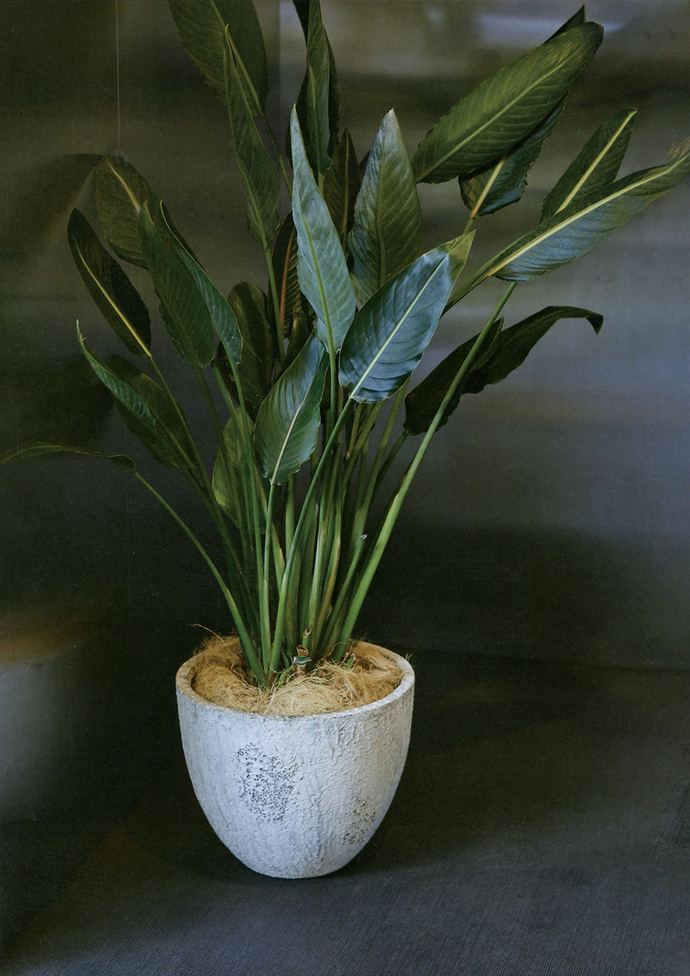 鉢カバープランターカバーおしゃれ大型人気観葉植物インドアグリーンインテリアグリーン樹木インテリア家具お洒落植木鉢園芸鉢観葉鉢ポット器ファイバーセメント高品質上質特大大きいおすすめ軽量表面加工岩礁デザインオイスターラウンドXXXL80