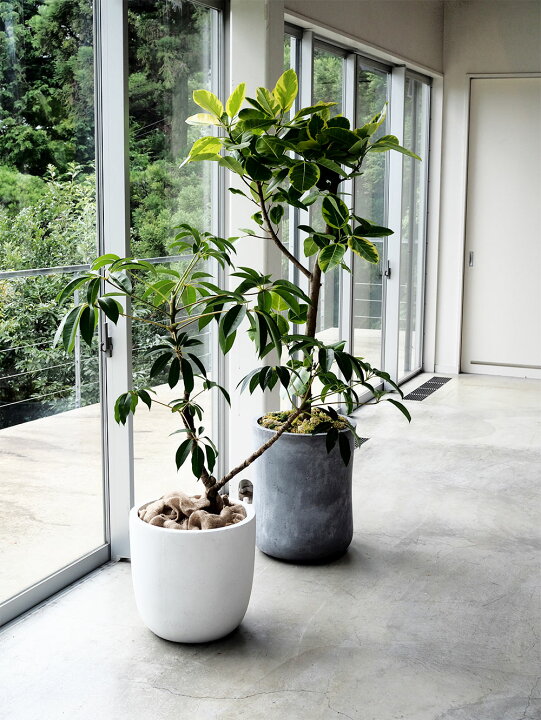 楽天市場】植木鉢 大型 おしゃれ 人気 プランター おすすめ ポット 器 