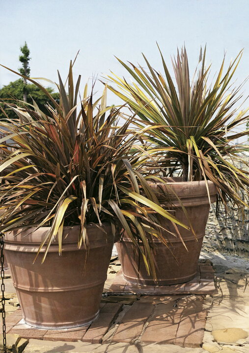 楽天市場】テラコッタ 植木鉢 大型 おしゃれ 人気 プランター おすすめ 