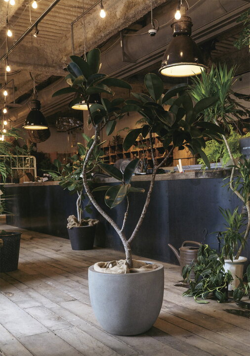 楽天市場】植木鉢 大型 おしゃれ 人気 プランター FRP 園芸鉢 観葉鉢 