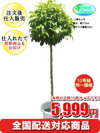 楽天市場 スタンダード仕立ての通販