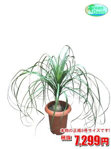観葉植物 ポニーテールの人気商品 通販 価格比較 価格 Com 観葉植物 ポニーテールの人気商品 通販 価格比較 価格 Com