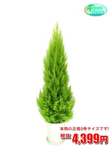 観葉植物 ゴールドクレストの人気商品 通販 価格比較 価格 Com 観葉植物 ゴールドクレストの人気商品 通販 価格比較 価格 Com