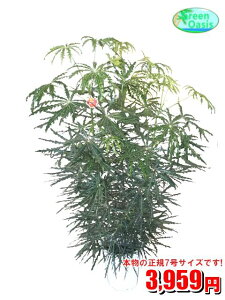 観葉植物 アラレアの人気商品 通販 価格比較 価格 Com 観葉植物 アラレアの人気商品 通販 価格比較 価格 Com