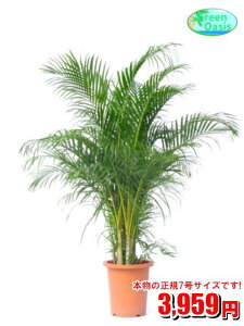 アレカヤシ 観葉植物の人気商品 通販 価格比較 価格 Com アレカヤシ 観葉植物の人気商品 通販 価格比較 価格 Com