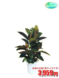 楽天市場 観葉植物 大型の通販