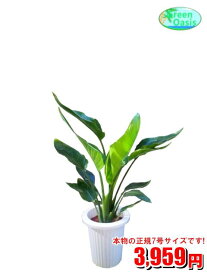 楽天市場 観葉植物 大型の通販