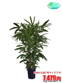 観葉植物　カンノンチク　7号【激安！おしゃれな大型観葉植物】お部屋のインテリア装飾、法人・飲食店など店舗の飾りに新築祝い開店祝い、お祝いの贈り物に格安人気観葉植物をどうぞ！☆最安値　贈答　父の日　ギフト　プレゼント☆