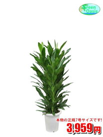 観葉植物　グローカル　7号【激安！おしゃれな大型観葉植物】お部屋のインテリア装飾、法人・飲食店など店舗の飾りに新築祝い開店祝い、お祝いの贈り物に格安人気観葉植物をどうぞ！☆最安値　贈答　父の日　ギフト　プレゼント☆