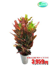 楽天市場 観葉植物 クロトンの通販 楽天市場 観葉植物 クロトンの通販