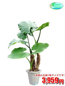 クワズイモ 観葉植物の人気商品 通販 価格比較 価格 Com