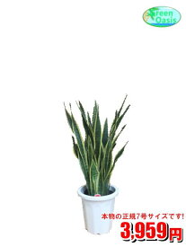 楽天市場 マイナスイオン 観葉植物の通販