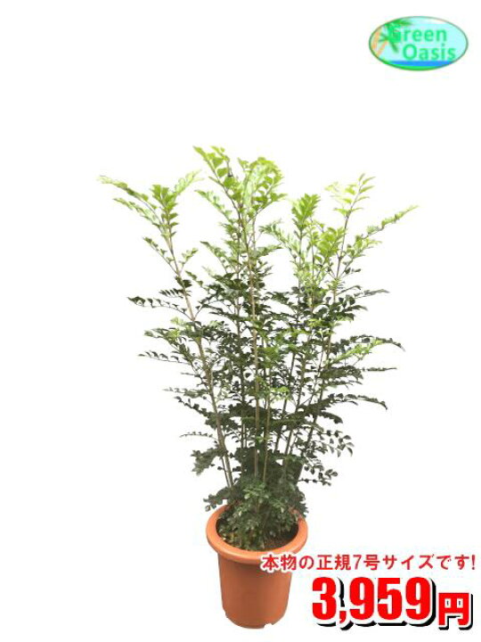 爆買いセール 観葉植物 クワズイモ 7号<br><br>お部屋のインテリア装飾 法人 飲食店など店舗の飾りに<br>新築祝い開店祝い 贈り物に 格安人気観葉植物をどうぞ <br> 最安値 贈答 父の日 ギフト プレゼント 観葉植物 パキラ 7号<br><br>お部屋のインテリア装飾、法人・飲食店など店舗の飾りに<br>運気UP! 開店祝い、引っ越し祝い 格安人気観葉植物をどうぞ!<br>☆最安値 贈答 父の日 ギフト 新生活応援☆