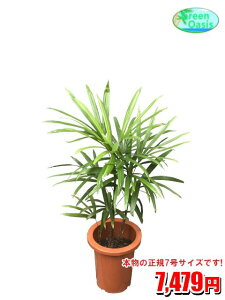 観葉植物 シュロチクの人気商品 通販 価格比較 価格 Com