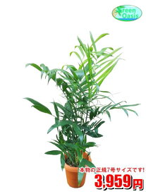 観葉植物　チャメドレア 7号【激安！おしゃれな大型観葉植物】お部屋のインテリア装飾、法人・飲食店など店舗の飾りに新築祝い開店祝い、お祝いの贈り物に格安人気観葉植物をどうぞ！☆最安値　贈答　父の日　ギフト　プレゼント☆