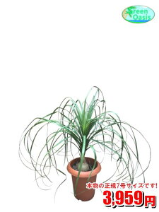 観葉植物 ポニーテールの人気商品 通販 価格比較 価格 Com
