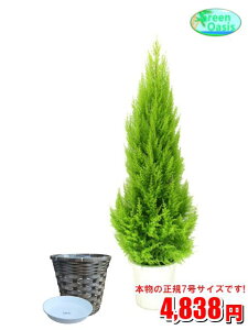 観葉植物 ゴールドクレストの人気商品 通販 価格比較 価格 Com