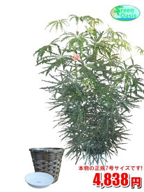 観葉植物　アラレア　7号　カバーセット【激安！おしゃれな大型観葉植物】お部屋のインテリア装飾、法人・飲食店など店舗の飾りに新築祝い開店祝い、お祝いの贈り物に格安人気観葉植物をどうぞ！☆最安値　贈答　父の日　ギフト　プレゼント☆