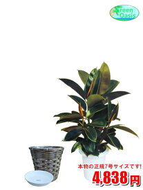 楽天市場 激安 観葉植物 花 観葉植物 花 ガーデン Diyの通販
