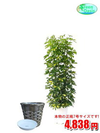 観葉植物　カポック 7号　カバーセット【激安！おしゃれな大型観葉植物】お部屋のインテリア装飾、法人・飲食店など店舗の飾りに新築祝い開店祝い、お祝いの贈り物に格安人気観葉植物をどうぞ！☆最安値　贈答　父の日　ギフト　プレゼント☆