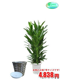 観葉植物　グローカル　7号　カバーセット【激安！おしゃれな大型観葉植物】お部屋のインテリア装飾、法人・飲食店など店舗の飾りに新築祝い開店祝い、お祝いの贈り物に格安人気観葉植物をどうぞ！☆最安値　贈答　父の日　ギフト　プレゼント☆