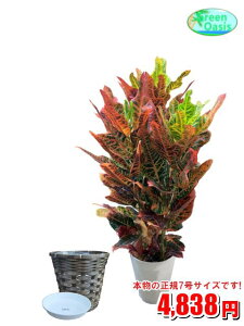 観葉植物 クロトンの人気商品 通販 価格比較 価格 Com