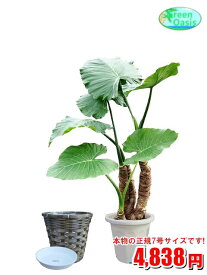 観葉植物　クワズイモ　7号　カバーセット【激安！おしゃれな大型観葉植物】お部屋のインテリア装飾、法人・飲食店など店舗の飾りに新築祝い開店祝い、贈り物に格安人気観葉植物をどうぞ！☆最安値　贈答　父の日　ギフト　プレゼント☆