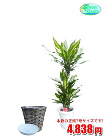 楽天市場 激安 観葉植物 花 観葉植物 花 ガーデン Diyの通販 楽天市場 激安 観葉植物 花 観葉植物 花 ガーデン Diyの通販