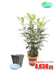 観葉植物　シマトネリコ　7号　カバーセット【激安！おしゃれな大型観葉植物】お部屋のインテリア装飾、法人・飲食店など店舗の飾りに新築祝い開店祝い、贈り物に格安人気観葉植物をどうぞ！☆最安値　贈答　父の日　ギフト　プレゼント☆