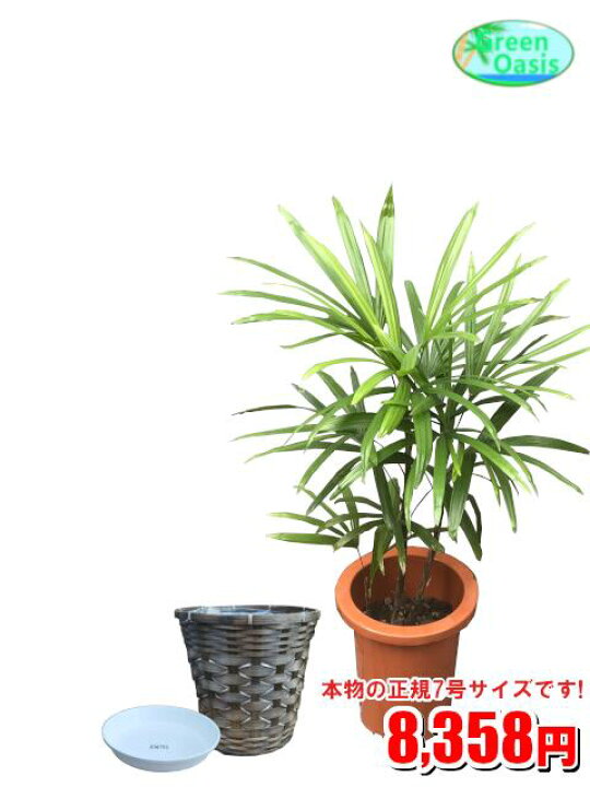 楽天市場 観葉植物 シュロチク 7号 カバーセット 激安 おしゃれな大型観葉植物 お部屋のインテリア装飾 法人 飲食店など店舗の飾りに新築祝い開店祝い お祝いの贈り物に格安人気観葉植物をどうぞ 最安値 贈答 父の日 ギフト プレゼント 株式会社グリーン