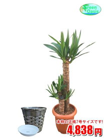 楽天市場 激安 観葉植物 花 観葉植物 花 ガーデン Diyの通販