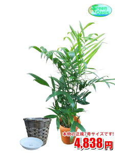 観葉植物 チャメドレアの人気商品 通販 価格比較 価格 Com