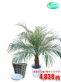 楽天市場 観葉植物 種類 植物 ヤシ 高さ 植物 71 130cm 花 観葉植物 花 ガーデン Diy の通販