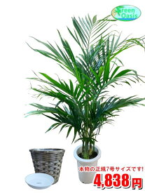 観葉植物　メキシコケンチャヤシ 7号　カバーセット【激安！おしゃれな大型観葉植物】お部屋のインテリア装飾、法人・飲食店など店舗の飾りに新築祝い開店祝い、格安人気観葉植物☆最安値　贈答　父の日　ギフト　プレゼント☆