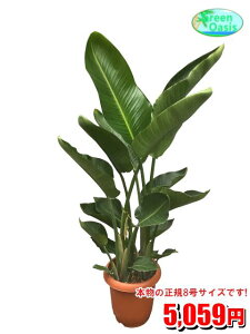 観葉植物 大型の人気商品 通販 価格比較 価格 Com