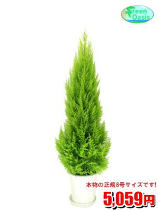 観葉植物 ゴールドクレストの人気商品 通販 価格比較 価格 Com