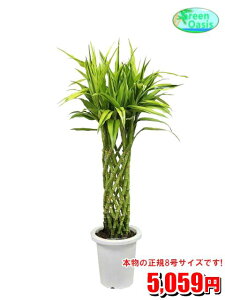 観葉植物 ミリオンバンブー 10号の人気商品 通販 価格比較 価格 Com