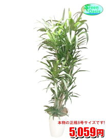 楽天市場 激安 観葉植物 花 観葉植物 花 ガーデン Diyの通販