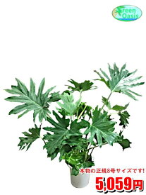楽天市場 大型 種類 植物 セローム 観葉植物 花 観葉植物 花 ガーデン Diyの通販